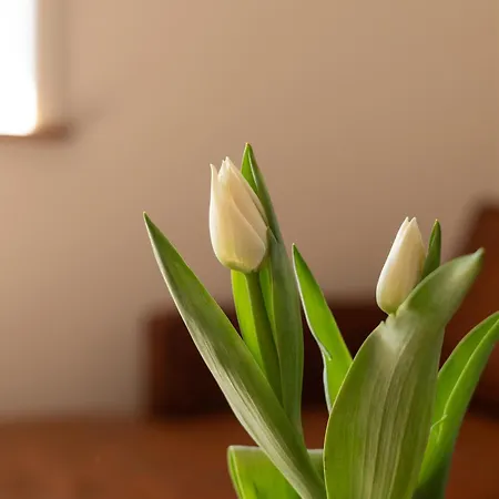 Apartment Reethus 22 Loft 1 Timmendorfer Strand