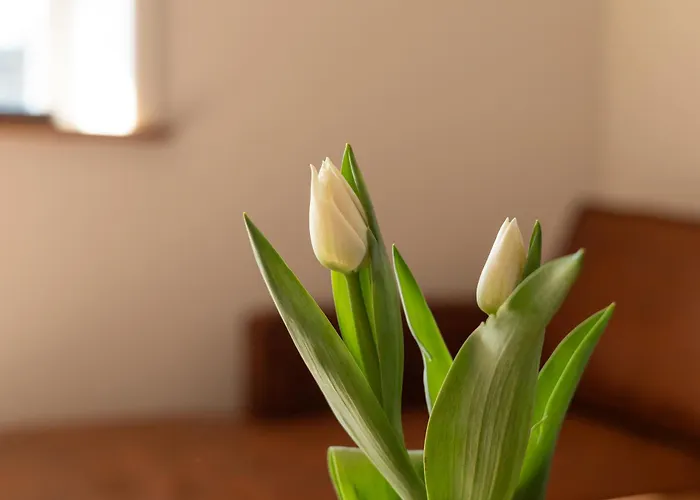 Apartment Reethus 22 Loft 1 Timmendorfer Strand